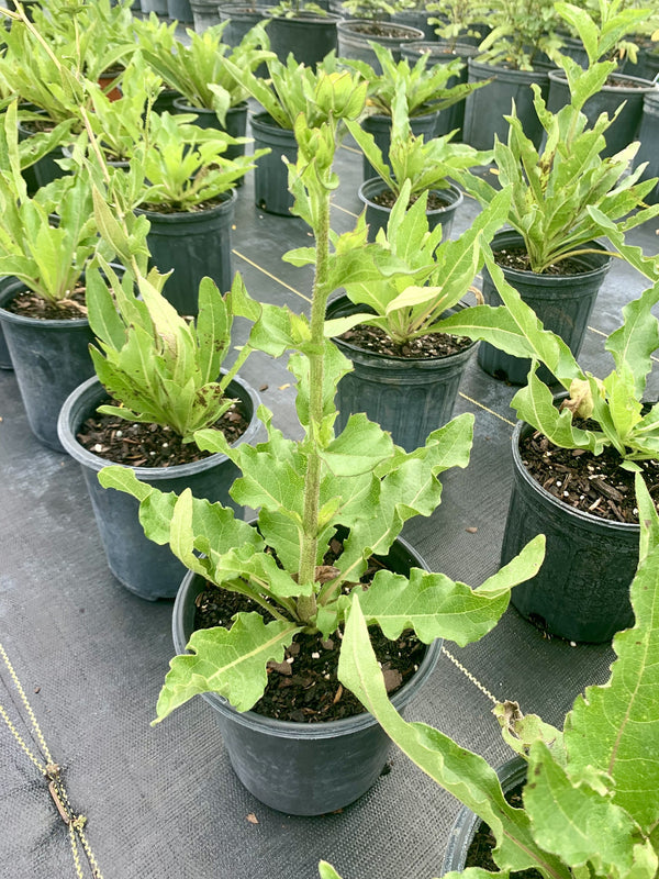 Rosinflower (Silphium astericus)
