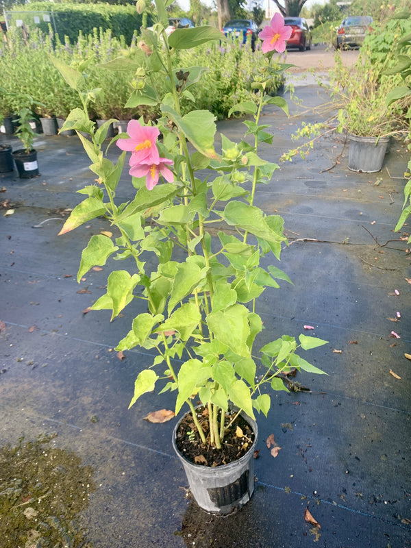 Salt Marsh Mallow (Kosteletzkya pentacarpos)