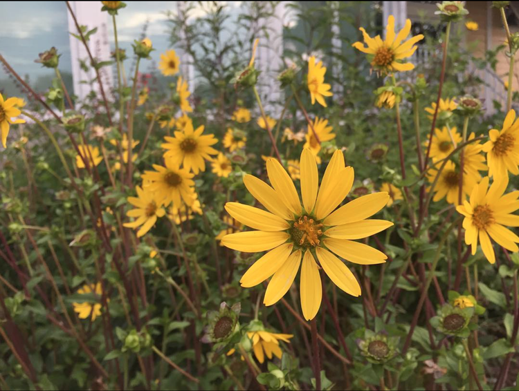 Rosinflower (Silphium astericus)