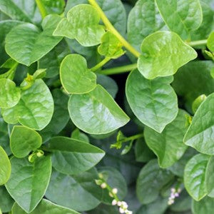 Spinach, Tropical - Green Malabar
