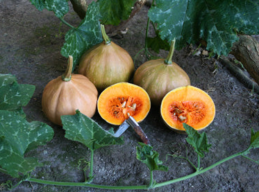 Squash - Seminole Pumpkin (4" Pot)