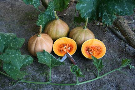 Squash - Seminole Pumpkin (4" Pot)