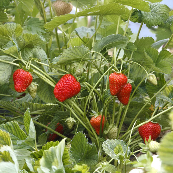 Strawberry - Fronteras