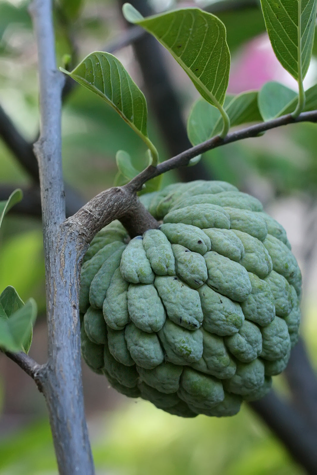 Sugar Apple (Annona spuamosa)