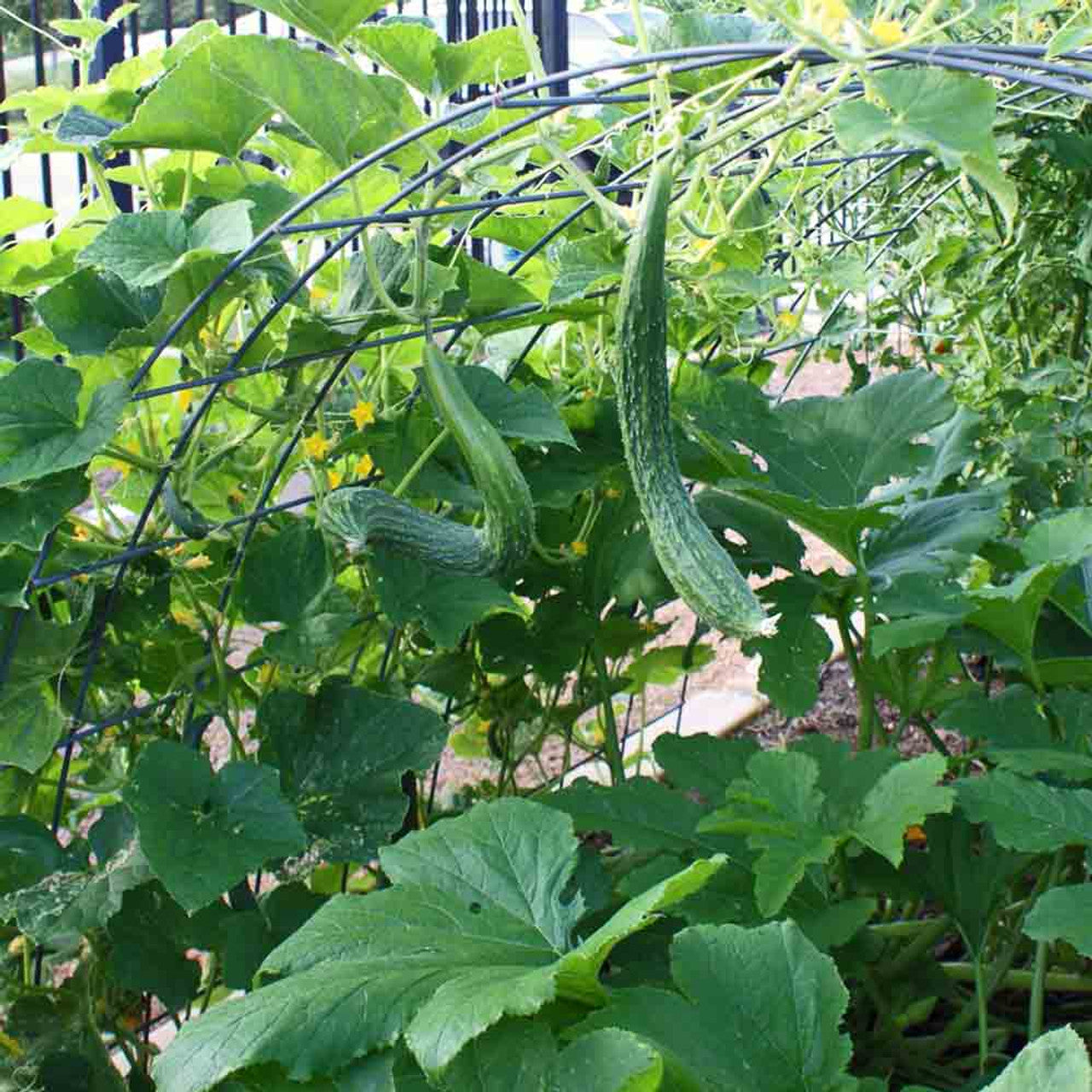 Cucumber - Suyo Long (4" pot)
