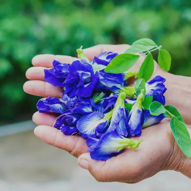 Butterfly Pea Flower