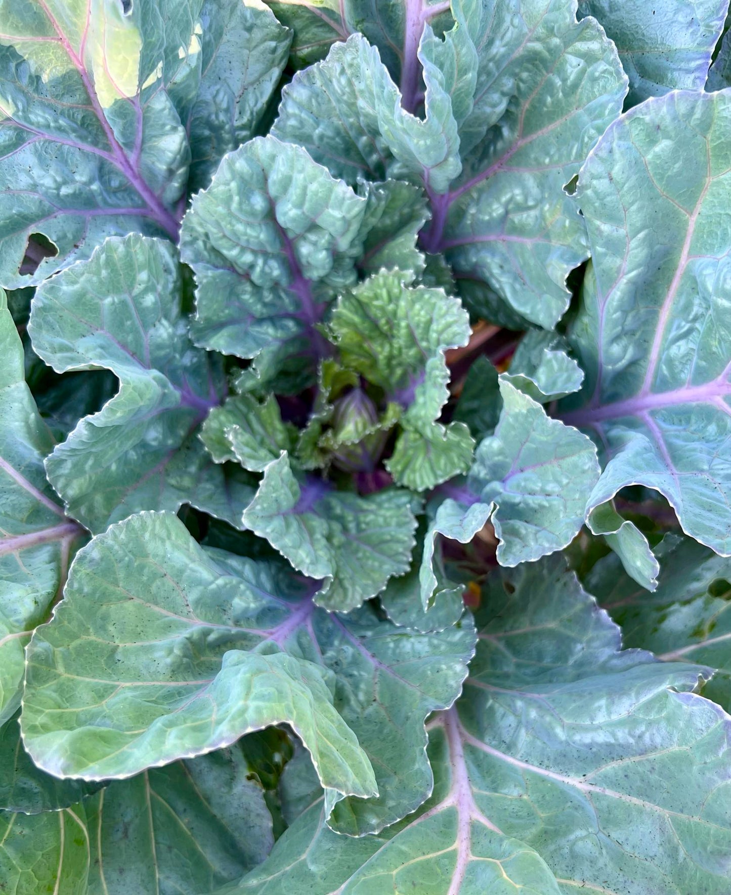 Collards - Alabama Blue