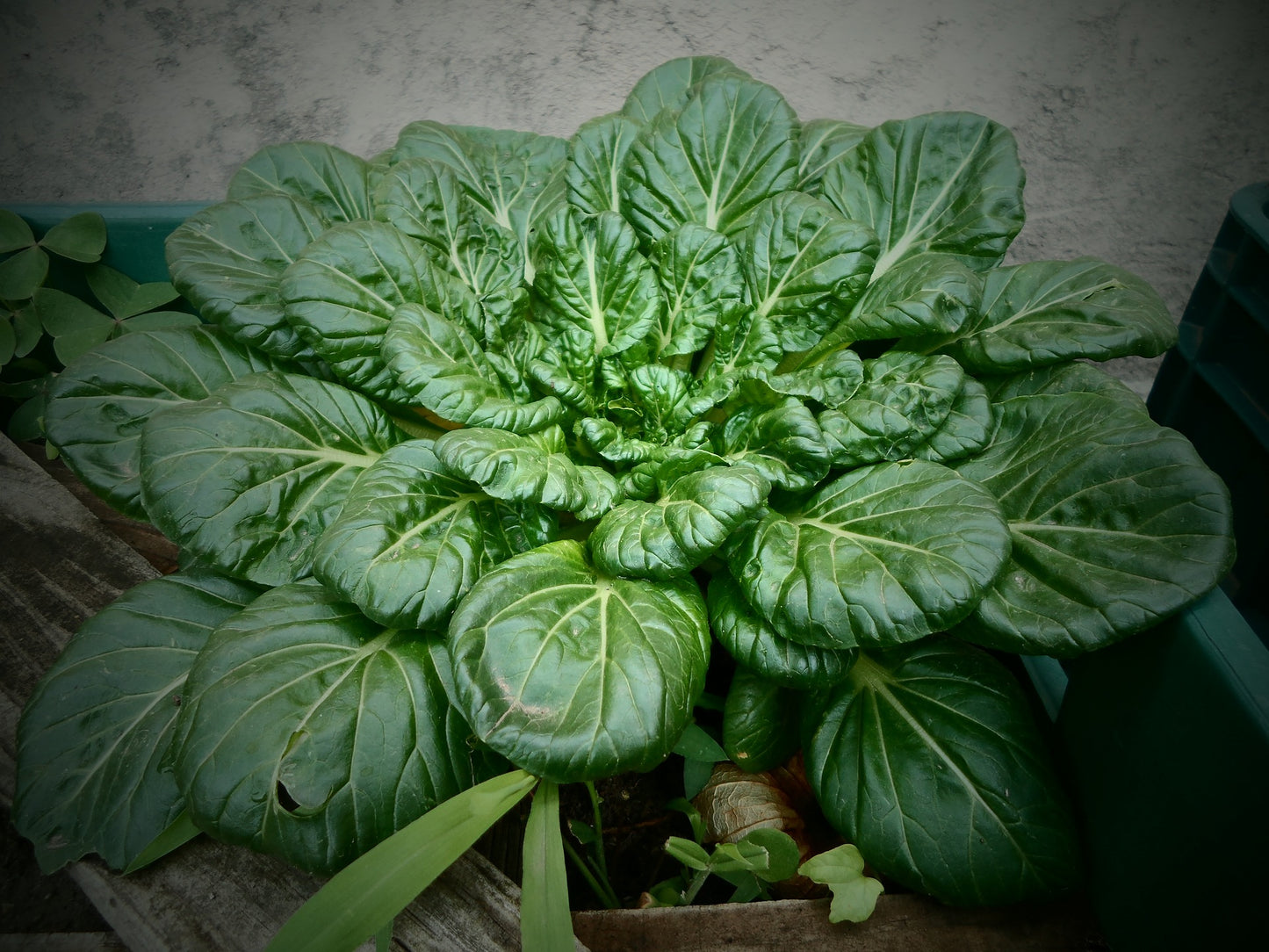 Spinach - Chijimisai, Asian Green