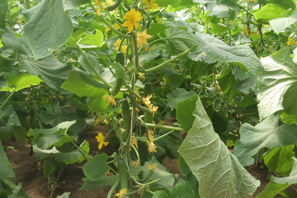 Cucumber - Beit Alpha (4" pot)
