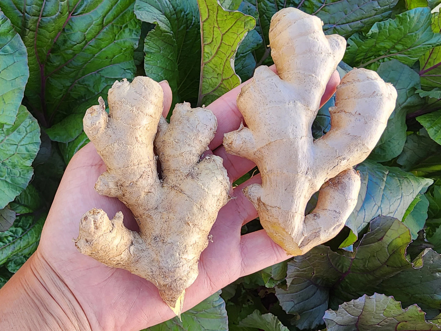 Culinary Ginger (1 Gal Pot)