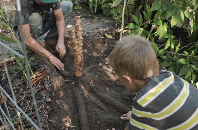 Cassava (Yuca)- Togo (1 Gal Pot)