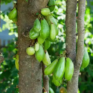 Bilimbi Fruit (Pickle Tree) (3 gal pot)