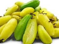 Bilimbi Fruit (Pickle Tree) (3 gal pot)