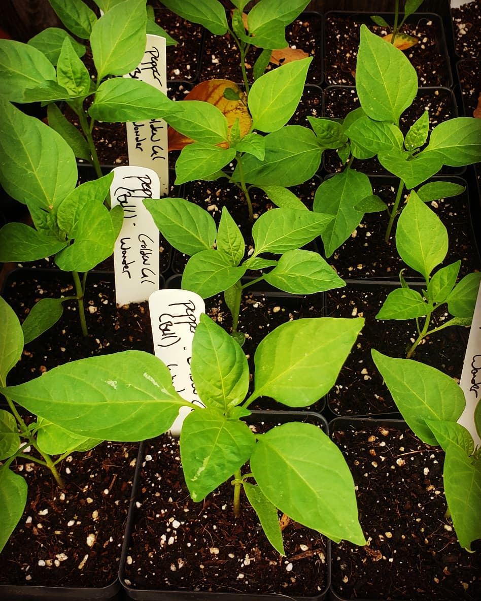 Pepper, Bell - Carolina Wonder