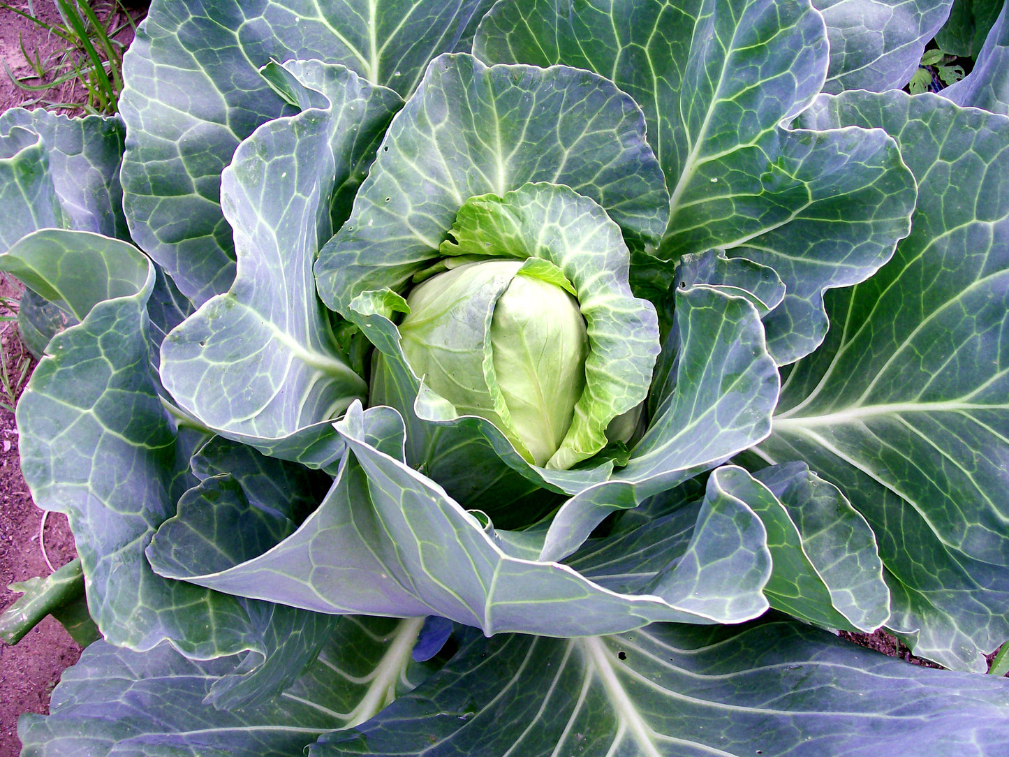 Cabbage - Early Jersey Wakefield