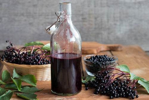 Elderberry Plant (2 sizes)