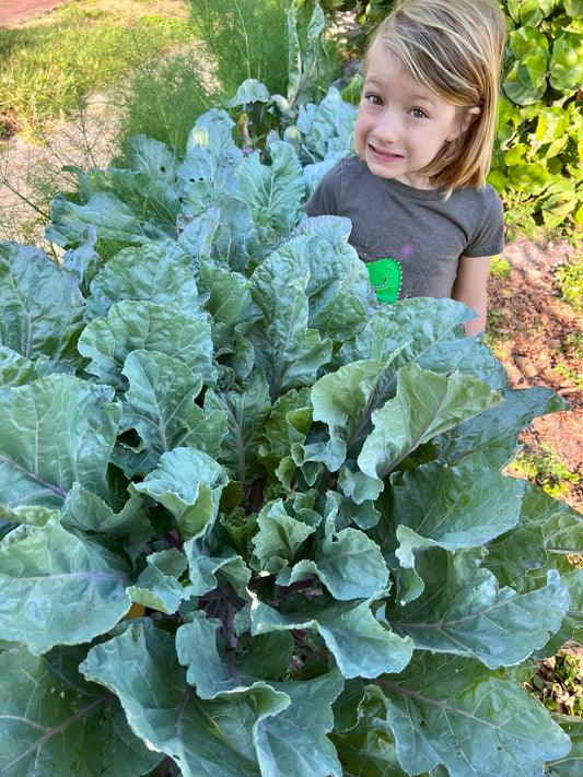 Collards - Alabama Blue