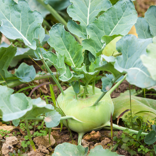 Kohlrabi - Superschmelz