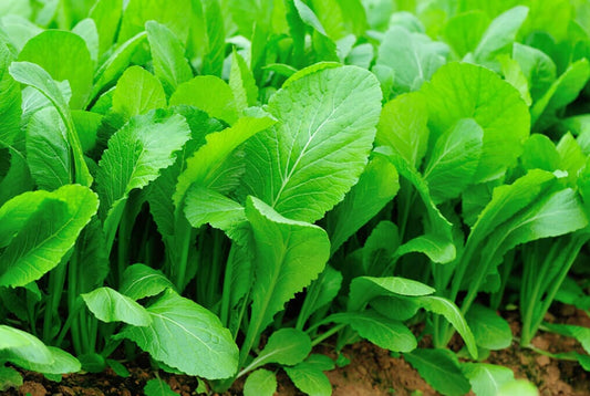 Mustard - Florida Broadleaf