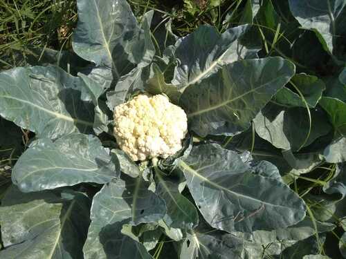 Cauliflower - Durgesh 41