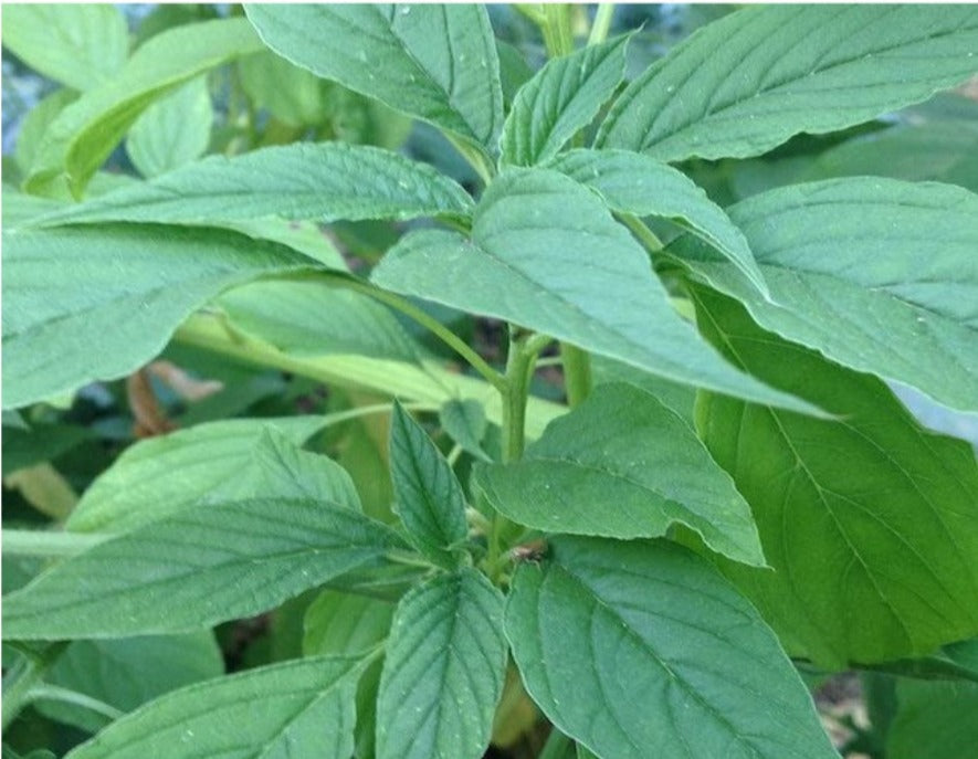 Amaranth - (Green Callaloo) (4" pot)