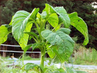 Amaranth - (Green Callaloo) (4" pot)