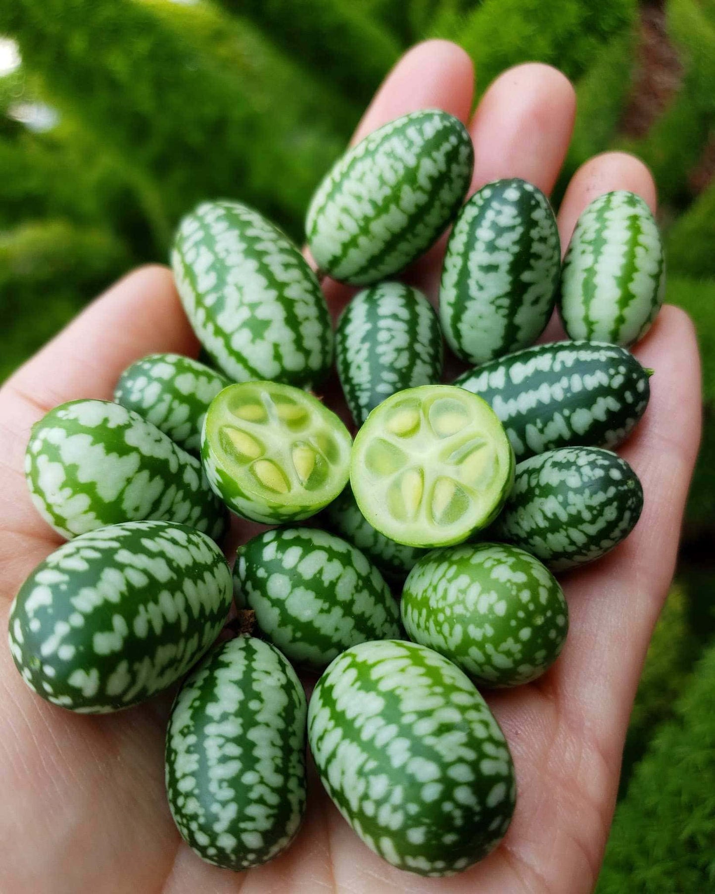 Cucumber - Cucumelon, Mouse Melon (4" pot)