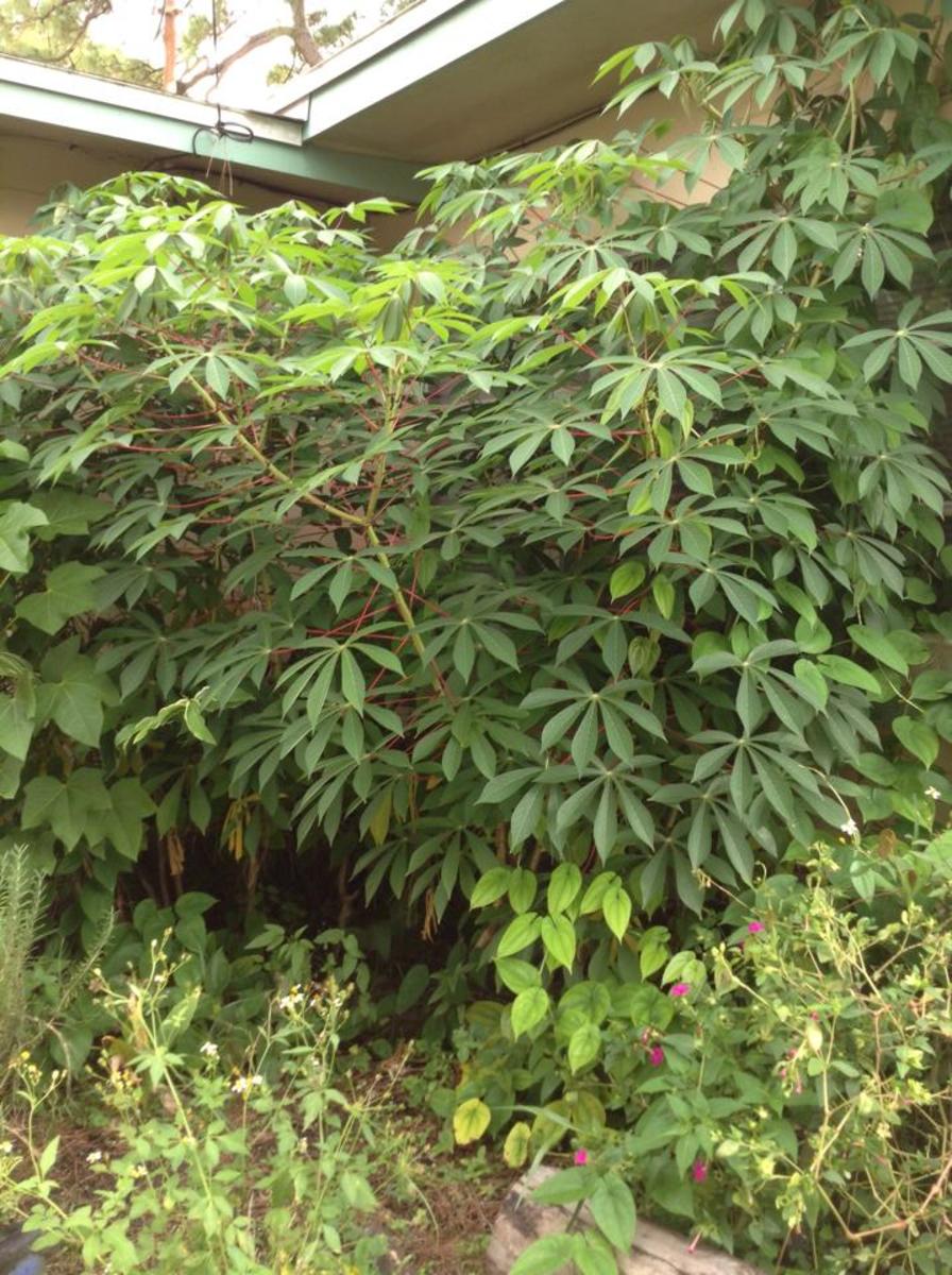 Cassava (Yuca)- Togo (1 Gal Pot)