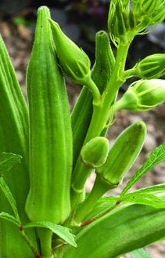 Okra - Gold Coast (4" pot)