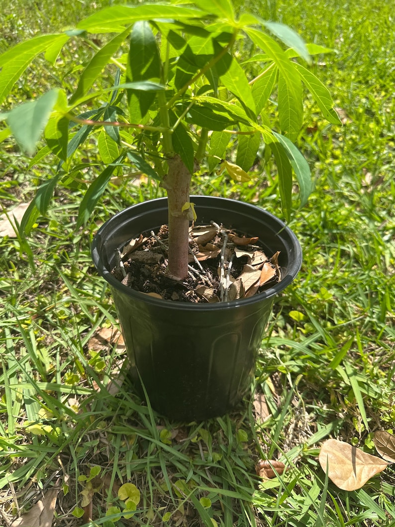 Cassava (Yuca) - Unknown Variety