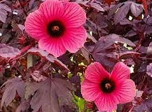 Cranberry Hibiscus (2 sizes)