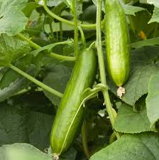 Cucumber - Ashley (4" pot)