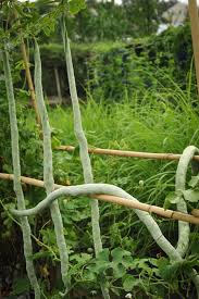 Gourds - Snake Gourd (4" pot)