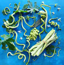 Gourds - Snake Gourd (4" pot)