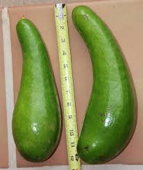 Avocado - Jenco (3 gal pot)