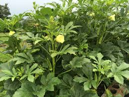 Okra - Gold Coast (4" pot)