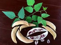 Beans, Lima - Madagascar (4" Pot)