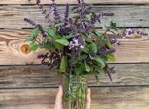 Basil - African Blue