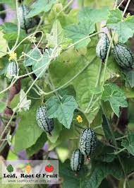 Cucumber - Cucumelon, Mouse Melon (4" pot)