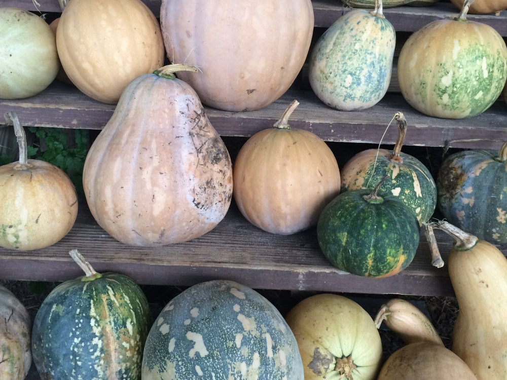 Squash - Seminole Pumpkin (4" Pot)