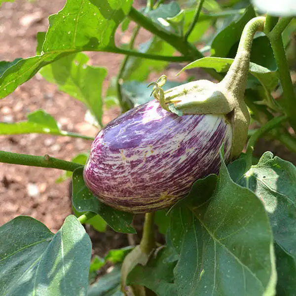 Eggplant - Listada De Gandia(4" pot)