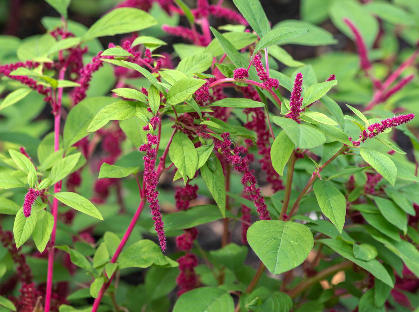 Amaranth (Callaloo) - Love Lies Bleeding (4" pot)
