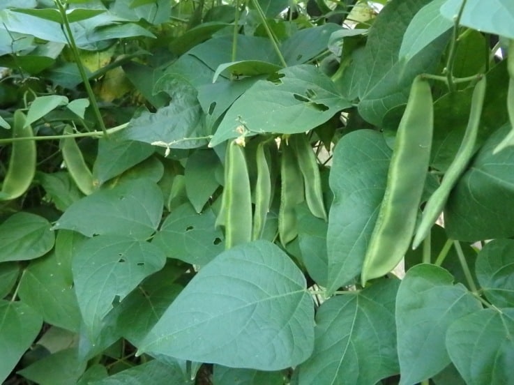Beans, Lima - Madagascar (4" Pot)