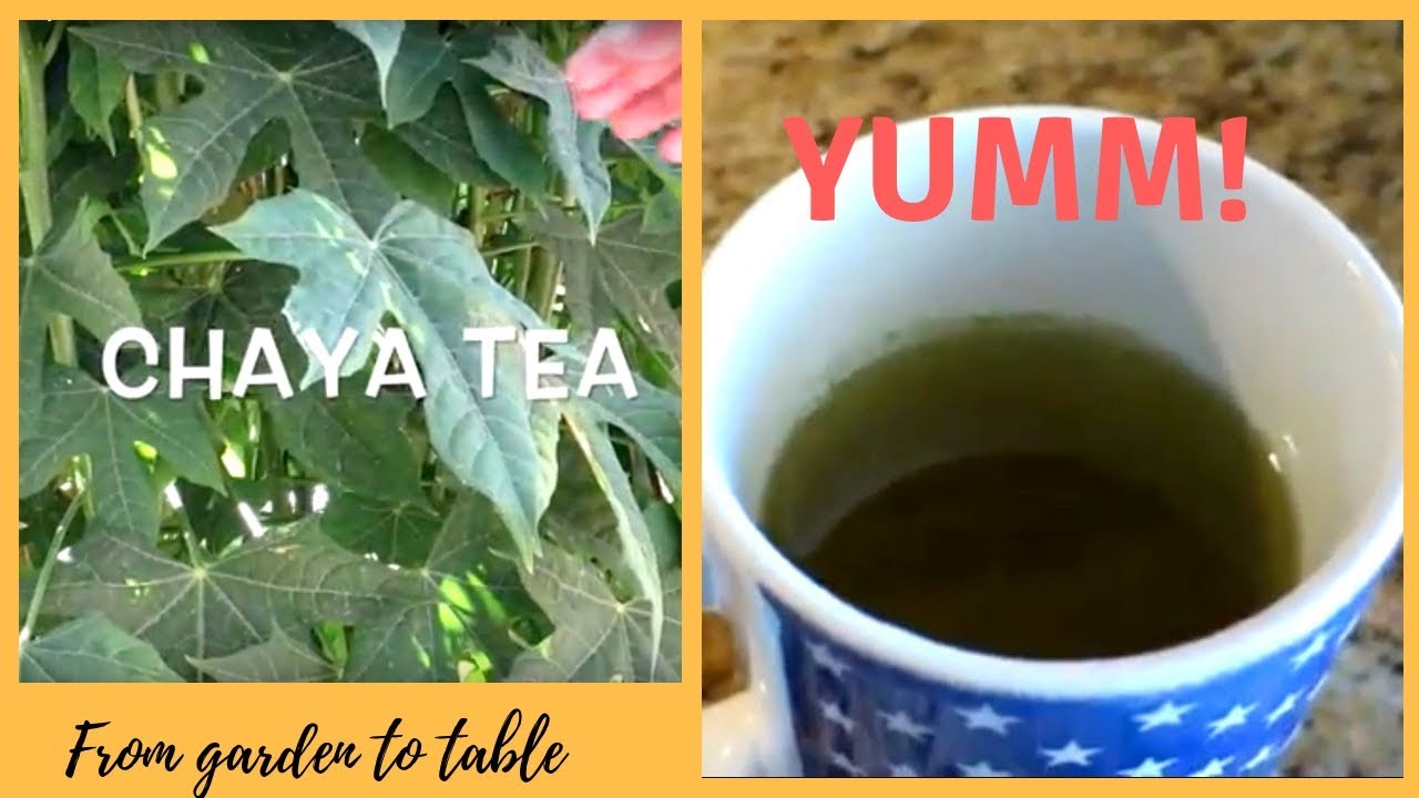 Chaya (Tree Spinach) Jumbo Leaf (1 Gal Pot)
