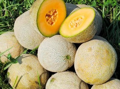 Melon - Edisto 47 (4" pot)