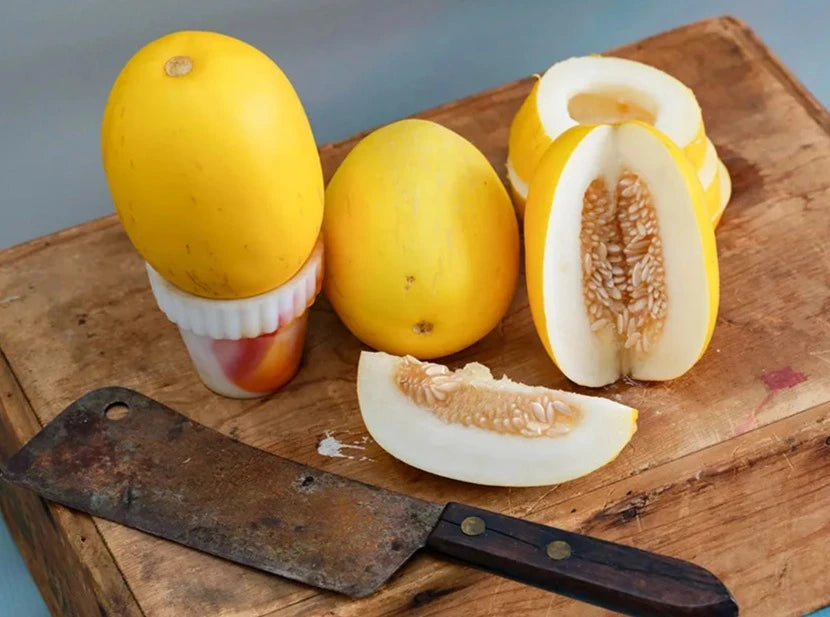 Melon - Mango Melon (4" pot)