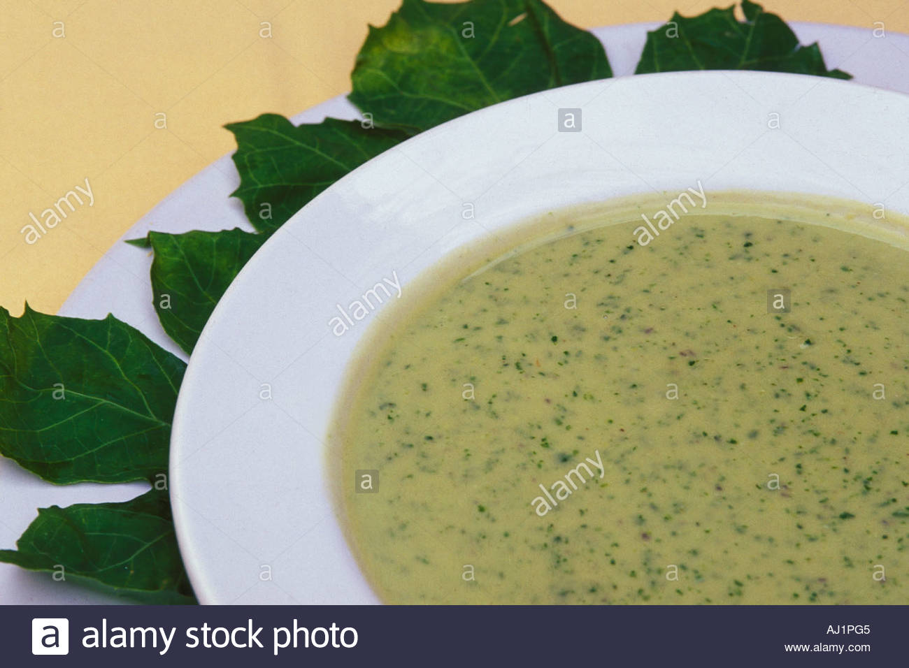 Chaya (Tree Spinach) Jumbo Leaf (1 Gal Pot)