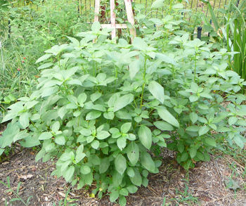 Spinach - Egyptian (4" pot)
