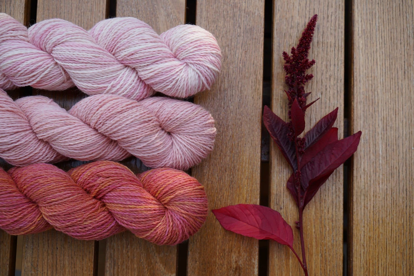 Amaranth (Callaloo) - Hopi Red Dye (4" pot)