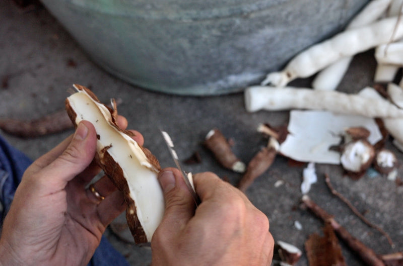 Cassava (Yuca)- Togo (1 Gal Pot)